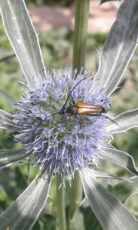 Cerambycidae: maschio di Stenurella melanura